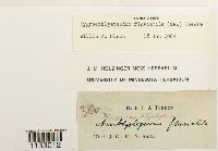 Hygroamblystegium fluviatile image