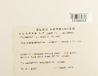 Hygroamblystegium fluviatile image