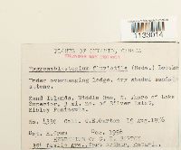 Hygroamblystegium fluviatile image