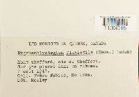 Hygroamblystegium fluviatile image