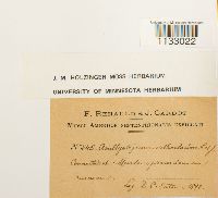 Hygroamblystegium tenax var. tenax image