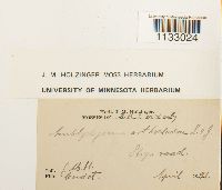 Hygroamblystegium tenax var. tenax image