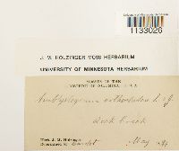 Hygroamblystegium tenax var. tenax image