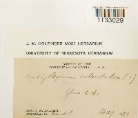 Hygroamblystegium tenax var. tenax image