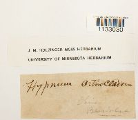 Hygroamblystegium tenax var. tenax image