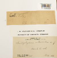 Hygroamblystegium tenax var. tenax image