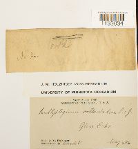 Hygroamblystegium tenax var. tenax image
