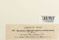 Hygroamblystegium tenax var. tenax image