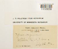 Hygroamblystegium tenax var. tenax image