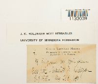 Hygroamblystegium tenax var. tenax image