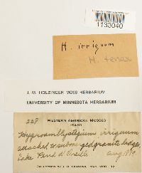 Hygroamblystegium tenax var. tenax image