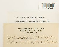 Hygroamblystegium tenax var. tenax image