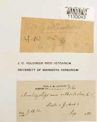 Hygroamblystegium tenax var. tenax image