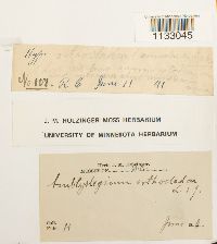 Hygroamblystegium tenax var. tenax image
