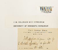 Hygroamblystegium tenax image