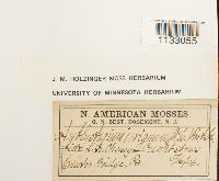 Hygroamblystegium tenax image