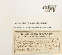 Hygroamblystegium tenax image