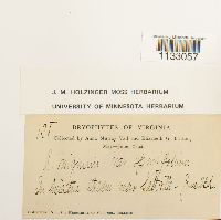 Hygroamblystegium tenax var. spinifolium image