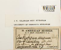 Hygroamblystegium tenax image