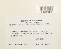 Hygroamblystegium tenax image