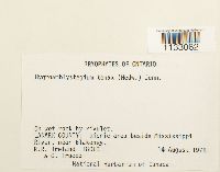 Hygroamblystegium tenax image