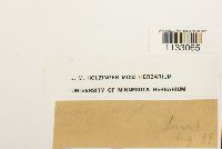 Hygroamblystegium tenax image