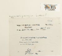 Hygroamblystegium tenax image