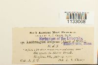 Hygroamblystegium tenax image