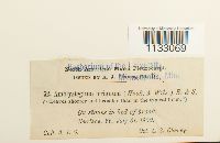 Hygroamblystegium tenax image