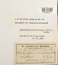 Hygroamblystegium tenax image