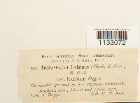 Hygroamblystegium tenax image