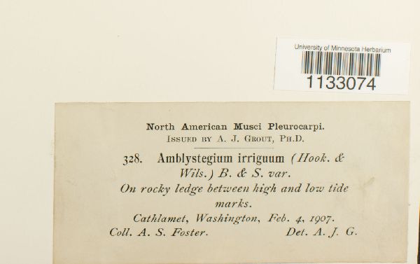 Hygroamblystegium tenax image