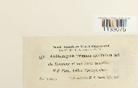 Hygroamblystegium tenax image