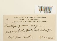 Hygroamblystegium tenax image