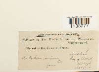 Hygroamblystegium tenax image