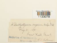 Hygroamblystegium tenax image