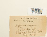 Hygroamblystegium tenax image