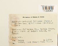 Hygroamblystegium tenax image