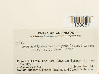 Hygroamblystegium tenax image