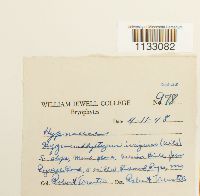 Hygroamblystegium tenax image