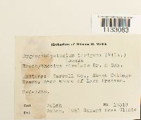 Hygroamblystegium tenax image