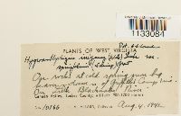 Hygroamblystegium tenax image