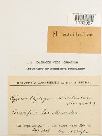 Media resource of Hygroamblystegium macilentum