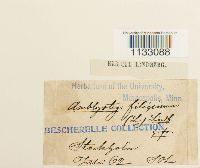 Media resource of Hygroamblystegium filicinum