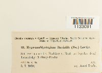 Hygroamblystegium fluviatile image