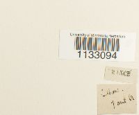 Hygroamblystegium fluviatile image