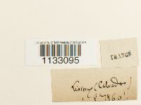 Hygroamblystegium fluviatile image