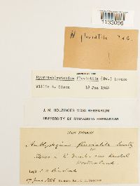 Hygroamblystegium fluviatile image