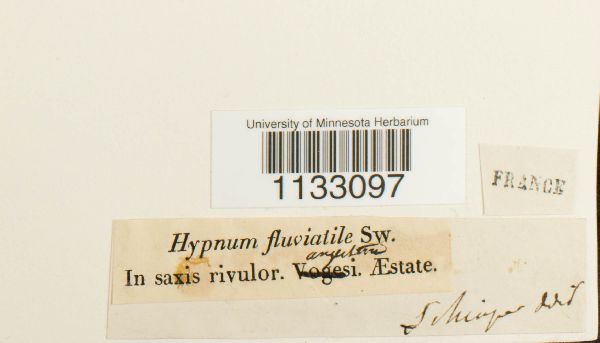 Hygroamblystegium fluviatile image