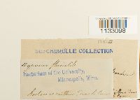 Hygroamblystegium fluviatile image